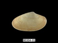 藏品(波紋橫簾蛤)的圖片